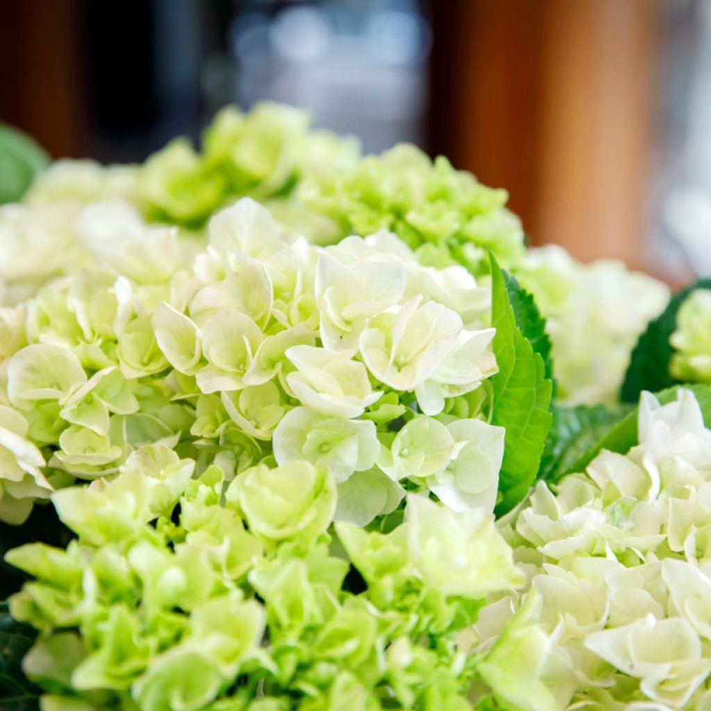 Hydrangea macrophylla Rembrandt Elegant Rosa - Ortensia
