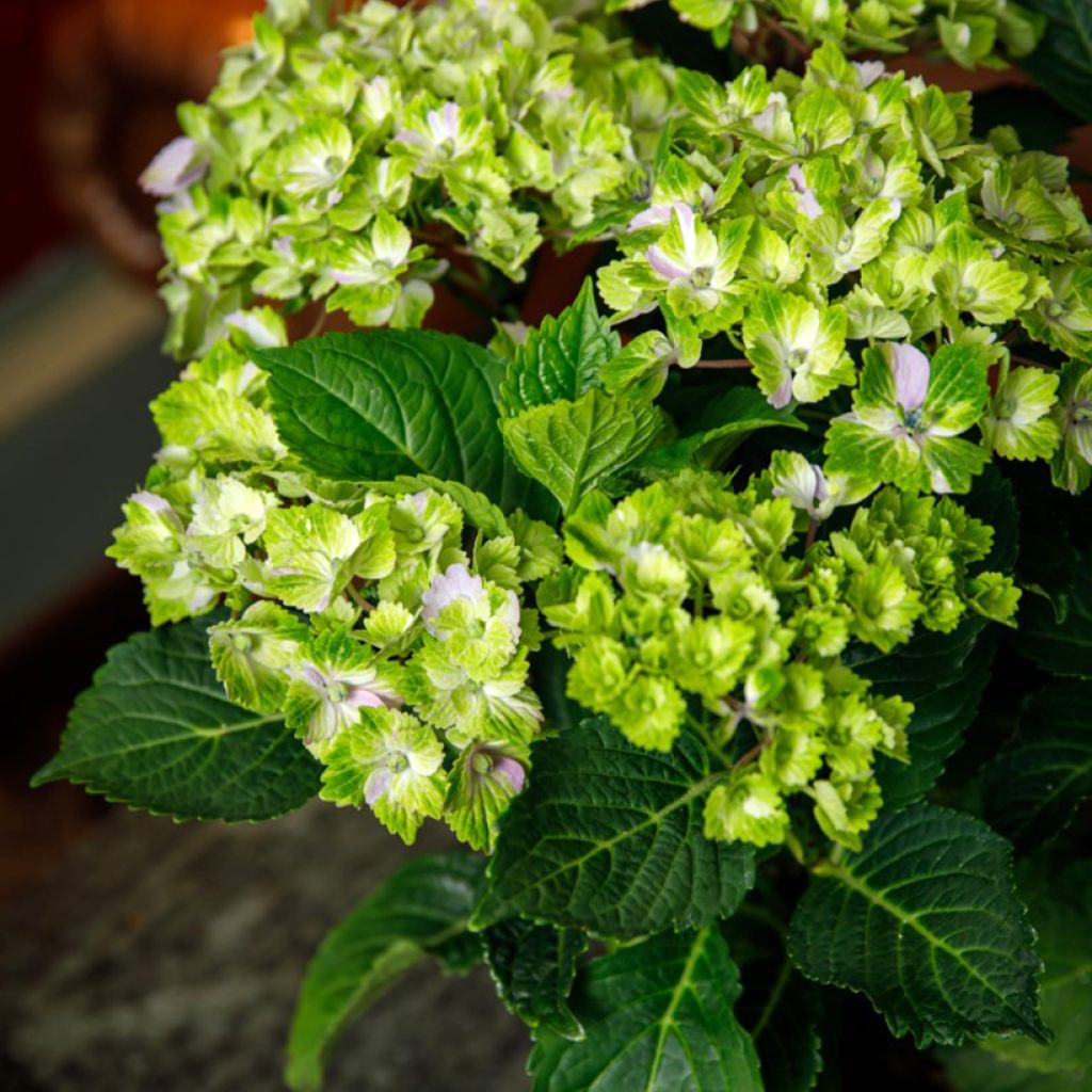 Hydrangea macrophylla Rembrandt Vibrant Verde - Ortensia