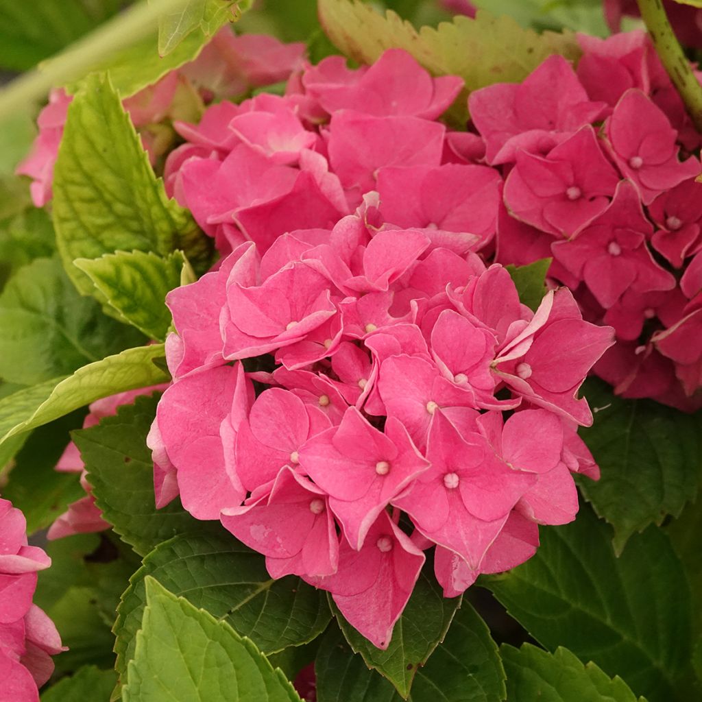 Hydrangea macrophylla Renate Steiniger - Ortensia