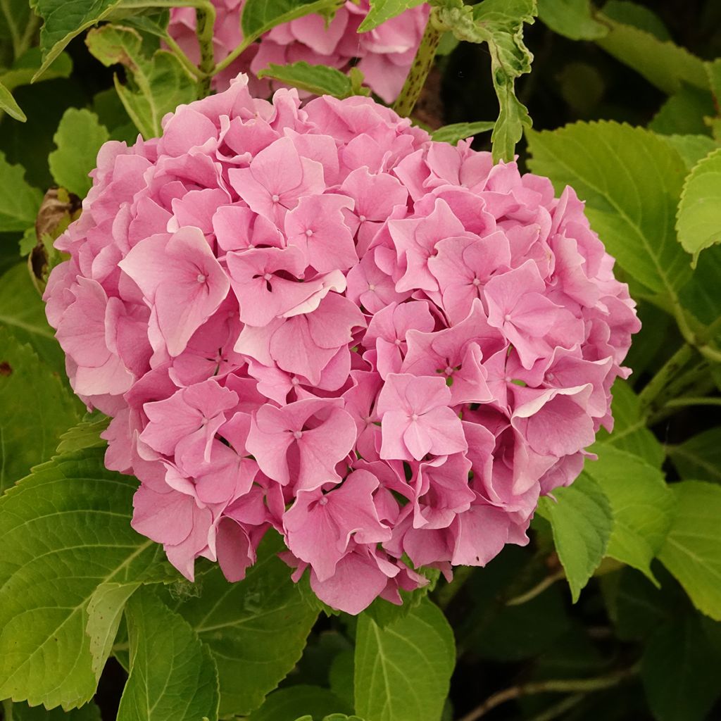 Hydrangea macrophylla Renate Steiniger - Ortensia