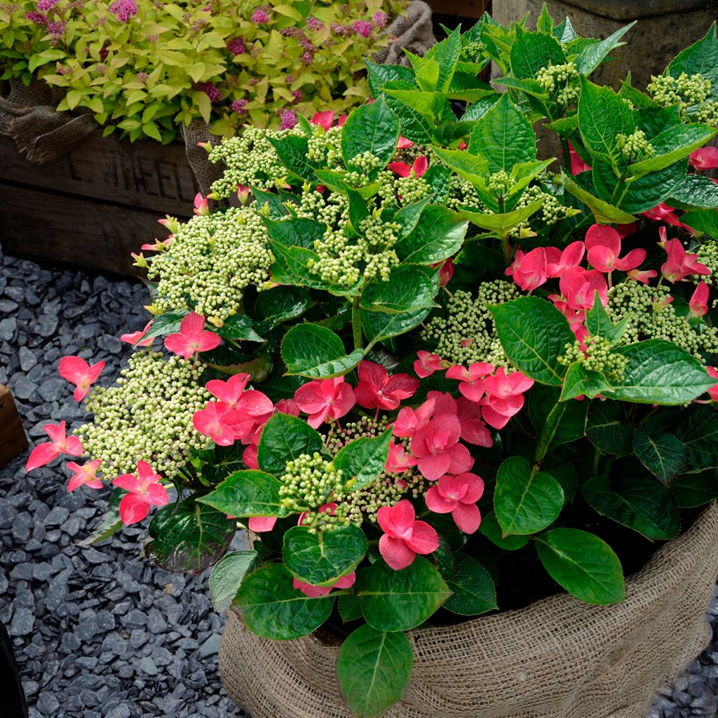 Hydrangea macrophylla Rotschwanz - Ortensia