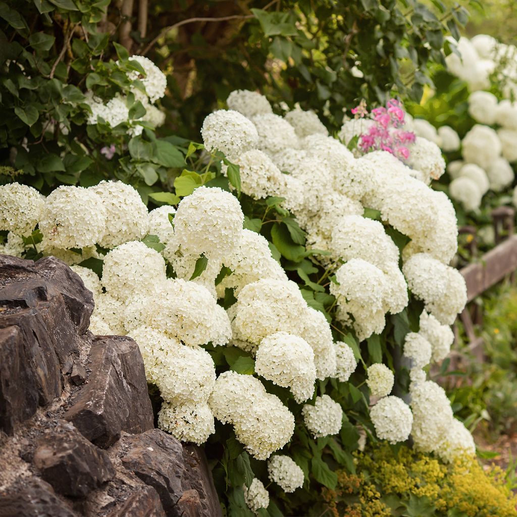 Hydrangea macrophylla Schneeball - Ortensia