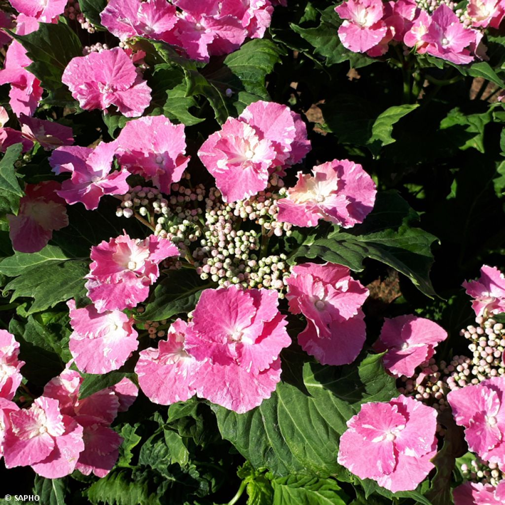 Hydrangea macrophylla So Long Starlit Sky - Ortensia