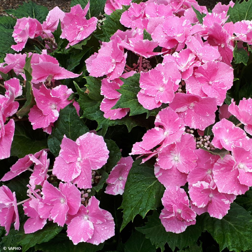 Hydrangea macrophylla So Long Starlit Sky - Ortensia