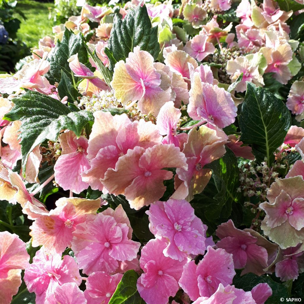 Hydrangea macrophylla So Long Starlit Sky - Ortensia