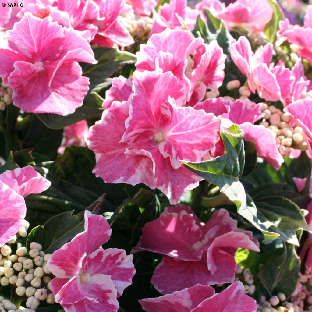 Hydrangea macrophylla So Long Starlit Sky - Ortensia