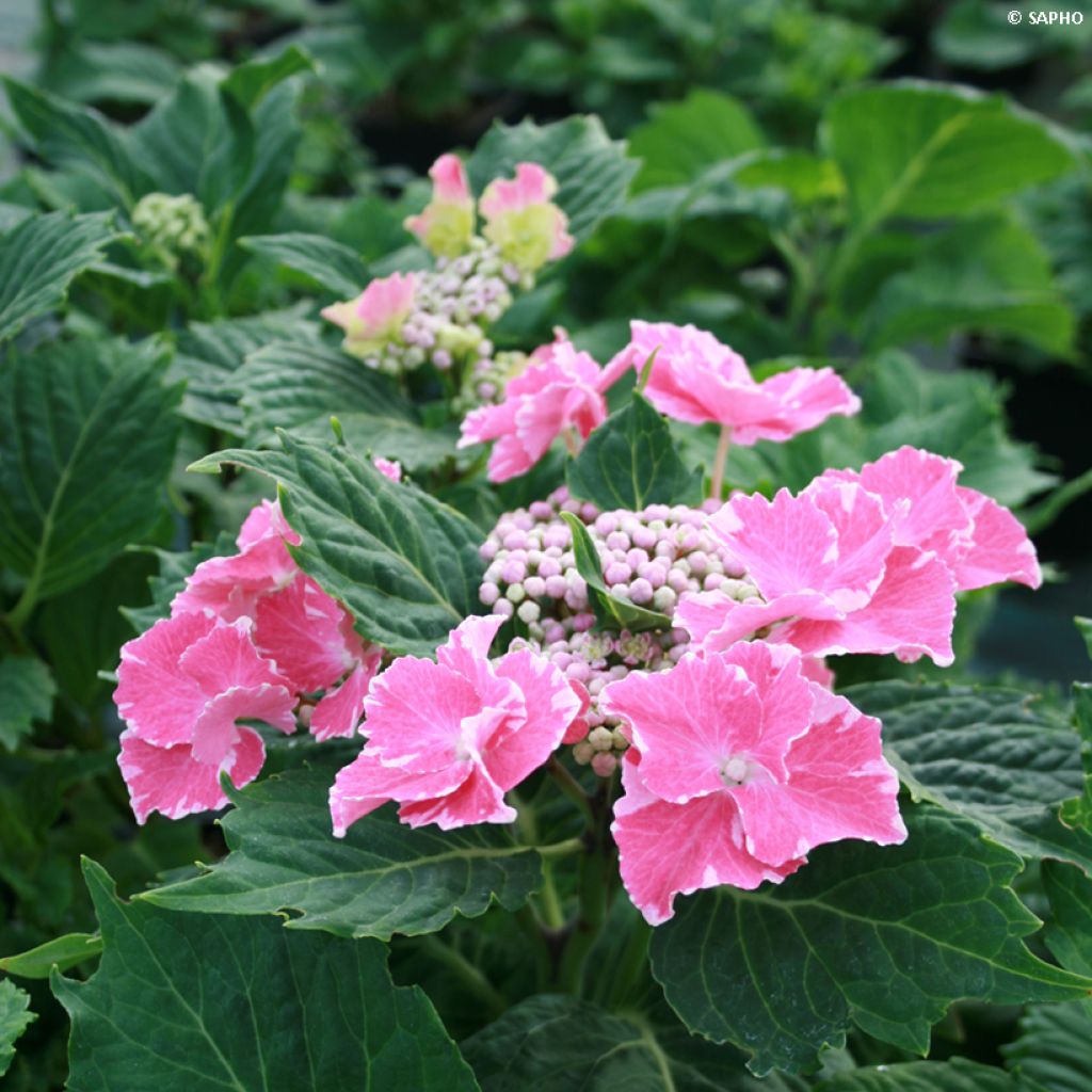 Hydrangea macrophylla So Long Starlit Sky - Ortensia