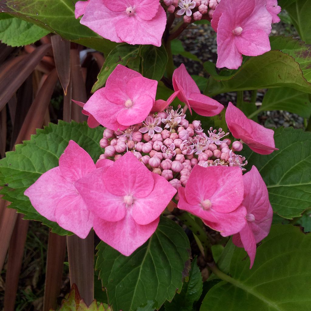 Hydrangea macrophylla Teller Pink - Ortensia
