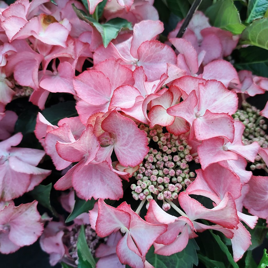 Hydrangea macrophylla Tiffany - Ortensia
