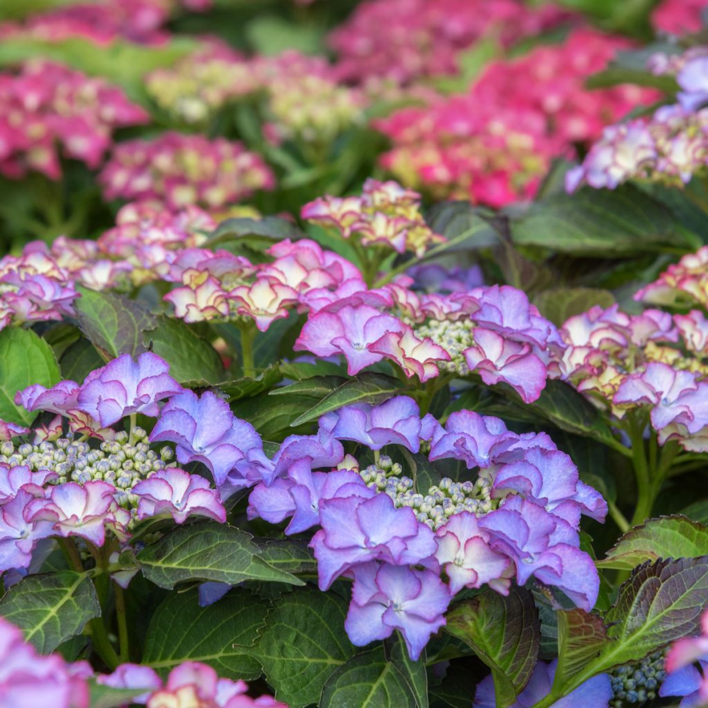 Hydrangea macrophylla Tiffany - Ortensia