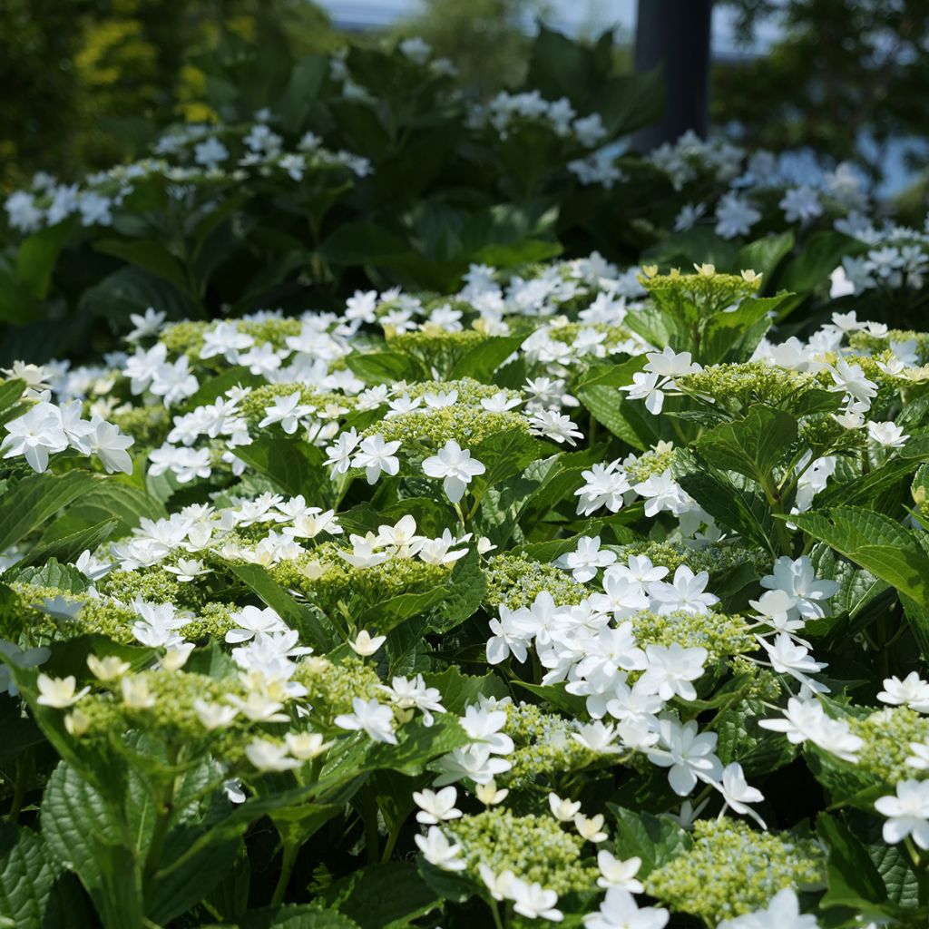 Hydrangea macrophylla Wedding Gown - Ortensia