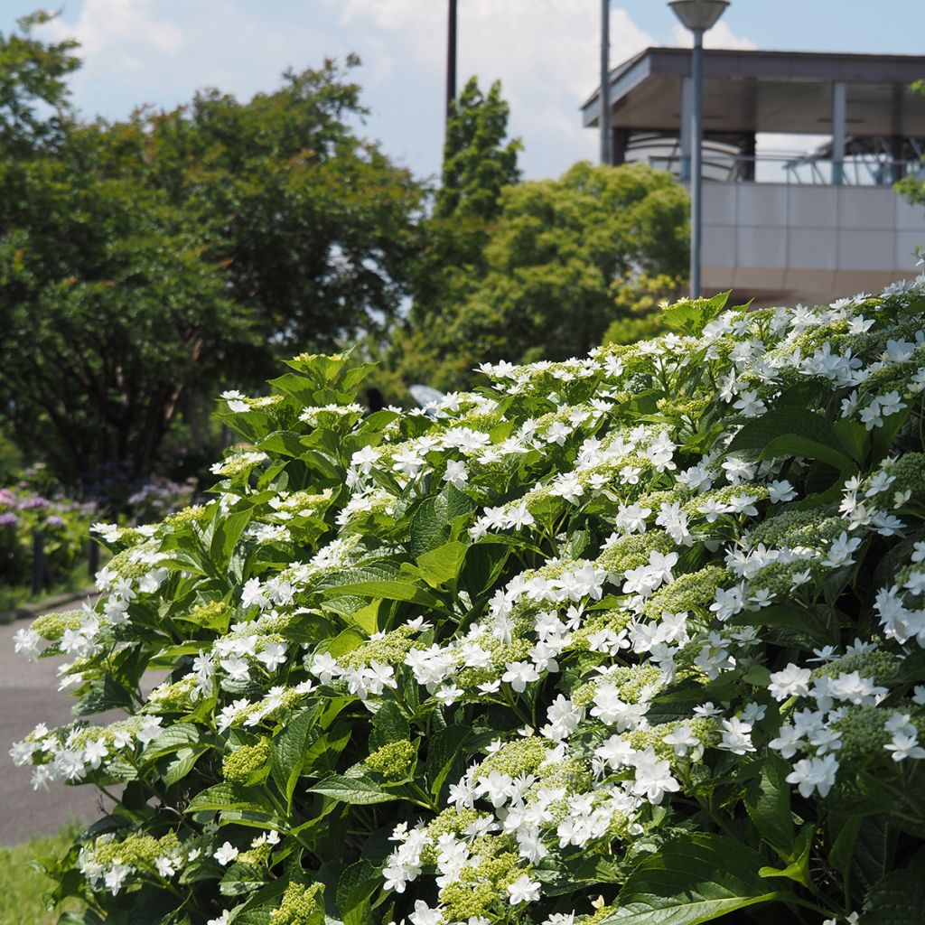 Hydrangea macrophylla Wedding Gown - Ortensia