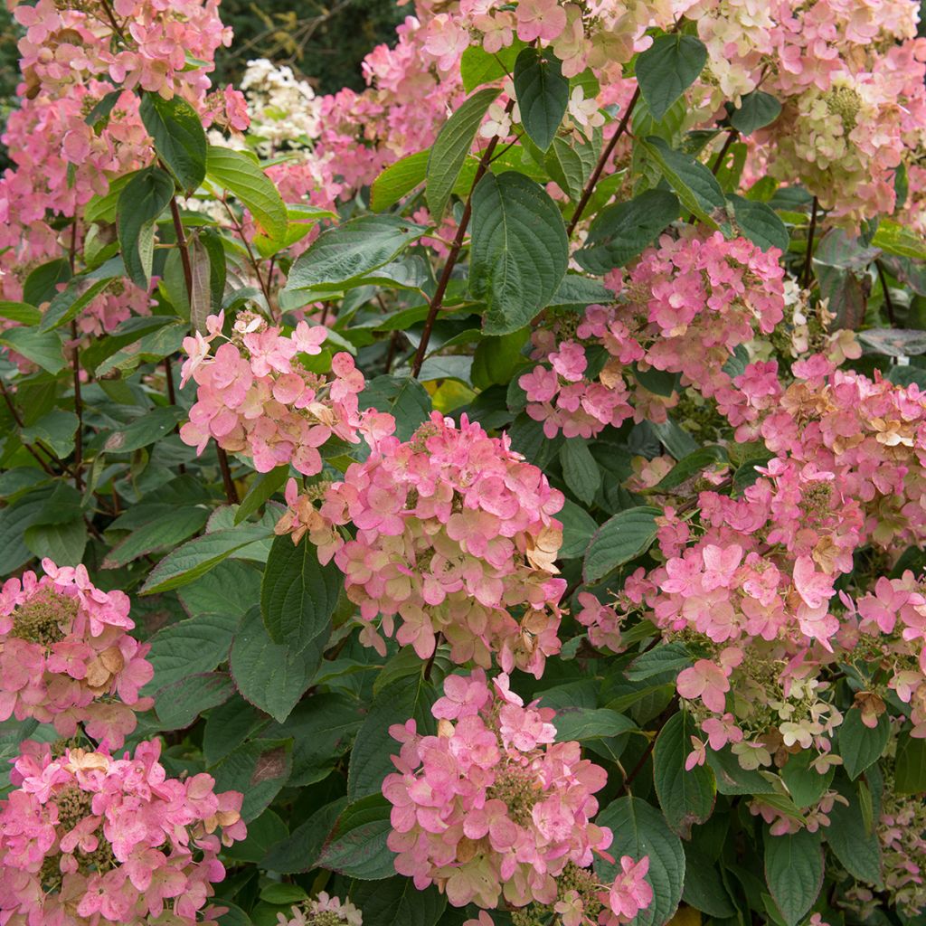 Hydrangea paniculata Pink Diamond - Ortensia paniculata