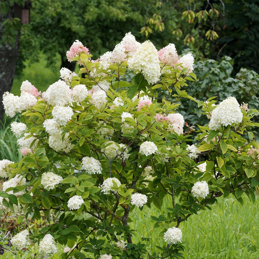 Hydrangea paniculata Pink Diamond - Ortensia paniculata