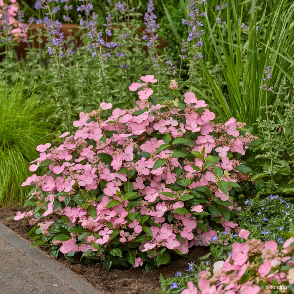Hydrangea scandens First Love - Ortensia