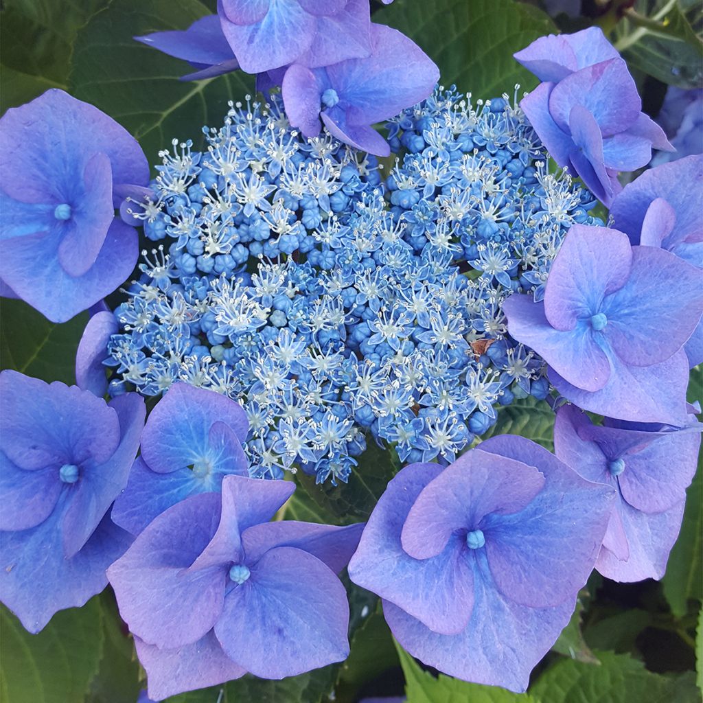 Hydrangea serrata Blue Bird - Ortensia