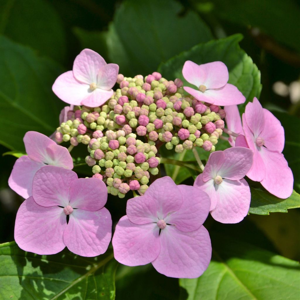 Hydrangea serrata Blue Bird - Ortensia