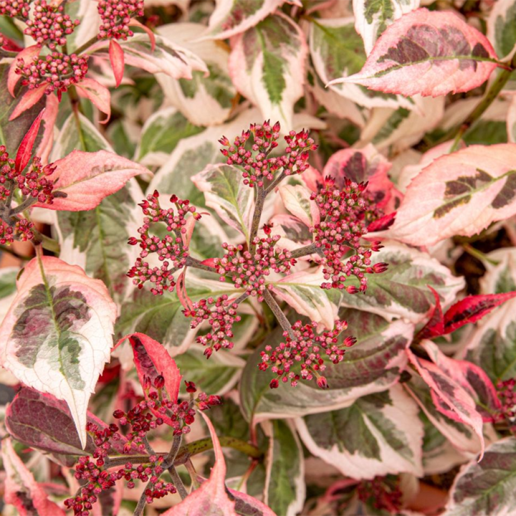 Hydrangea serrata Euphoria Pink - Ortensia