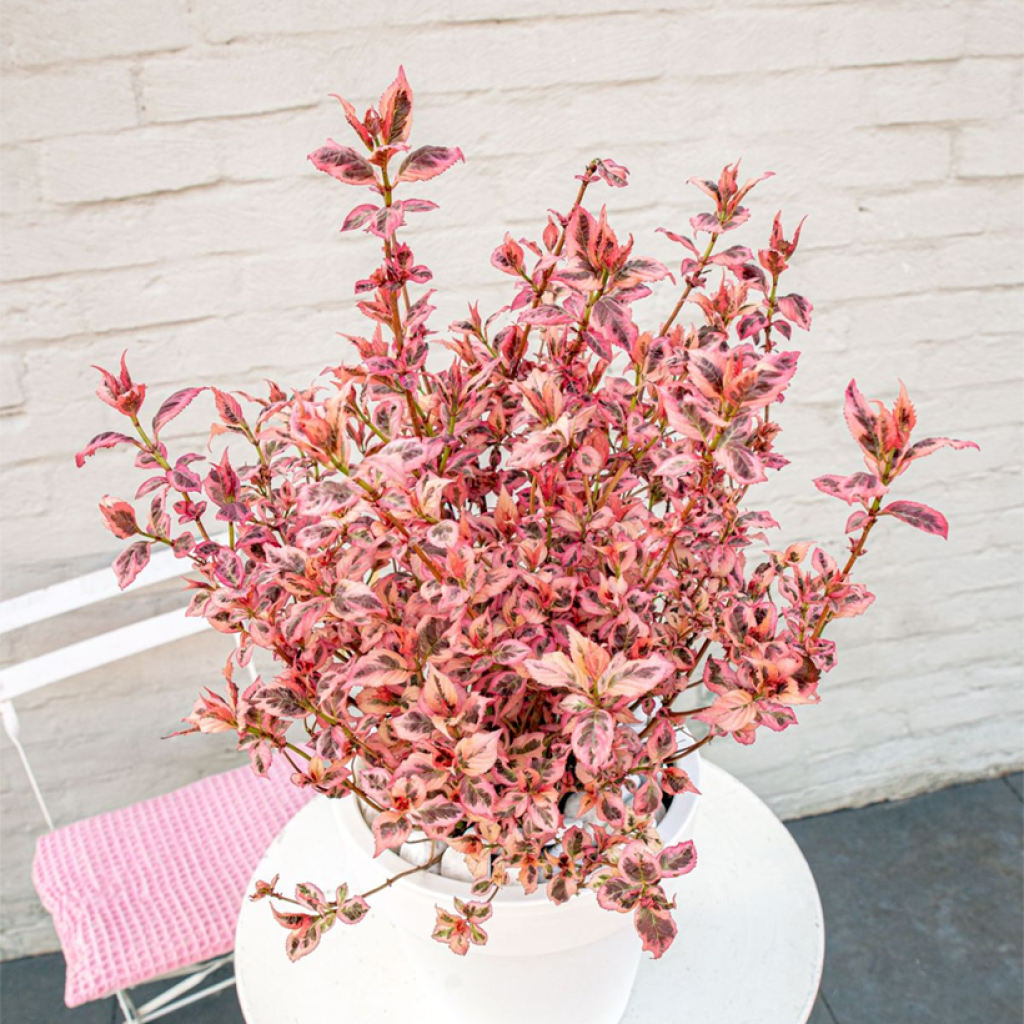 Hydrangea serrata Euphoria Pink - Ortensia