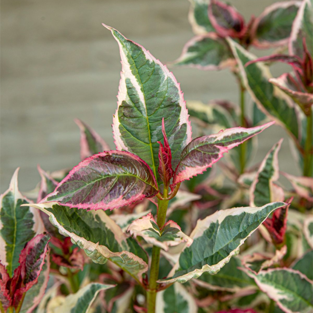 Hydrangea serrata Euphoria Pink - Ortensia