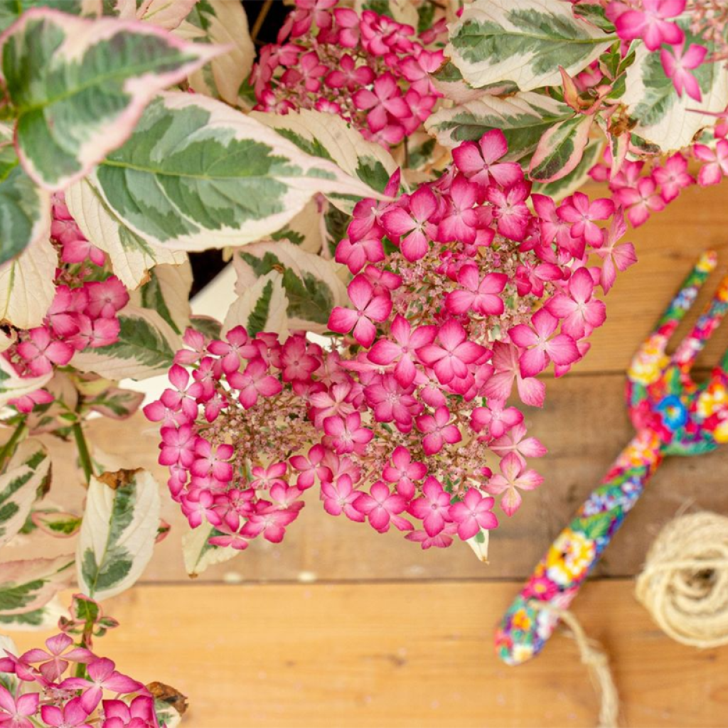 Hydrangea serrata Euphoria Pink - Ortensia