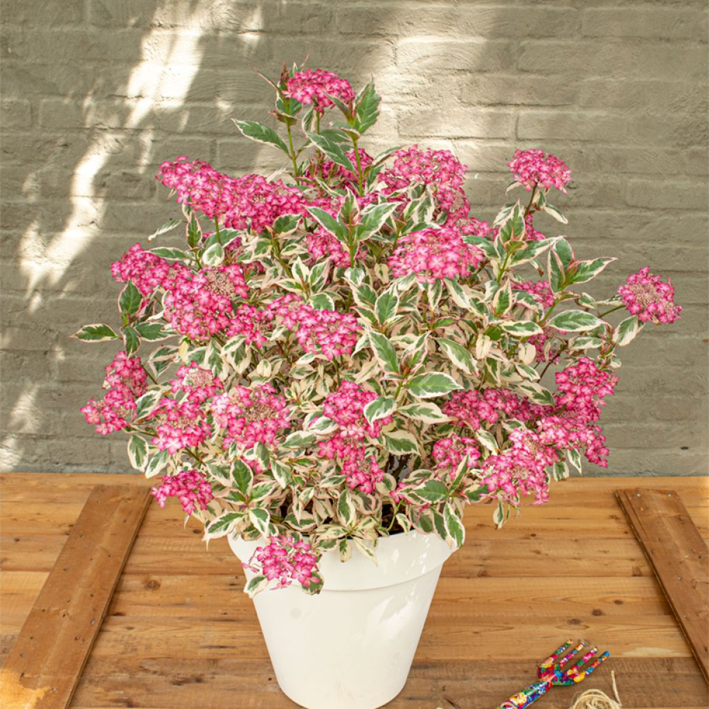 Hydrangea serrata Euphoria Pink - Ortensia
