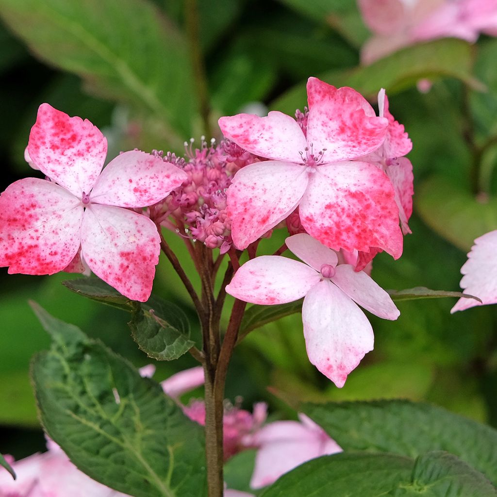 Hydrangea serrata Grayswood - Ortensia