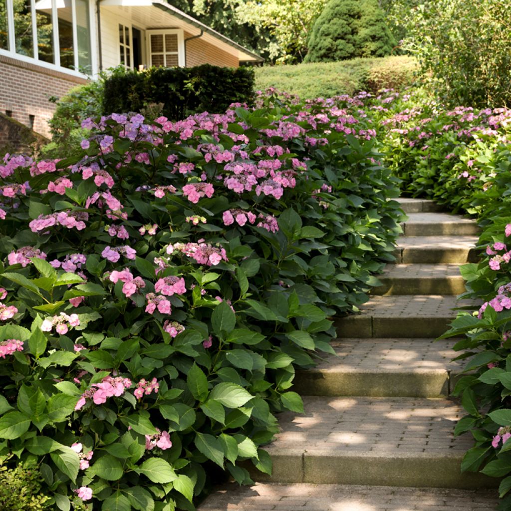 Hydrangea serrata Summer Glow - Ortensia