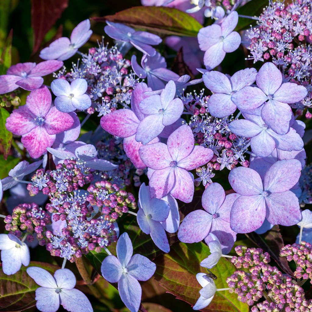Hydrangea serrata Tiara - Ortensia
