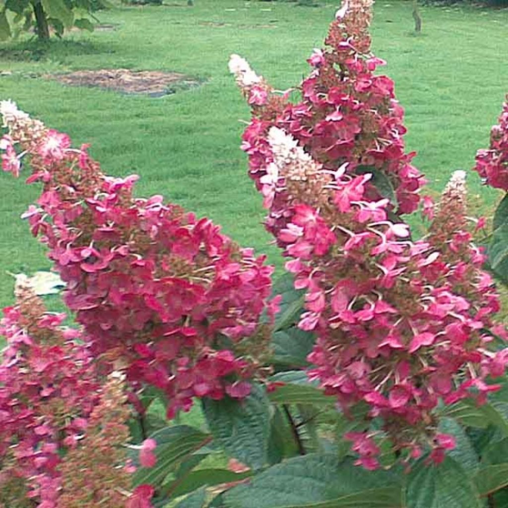 Hydrangea paniculata Pinky Winky - Ortensia paniculata
