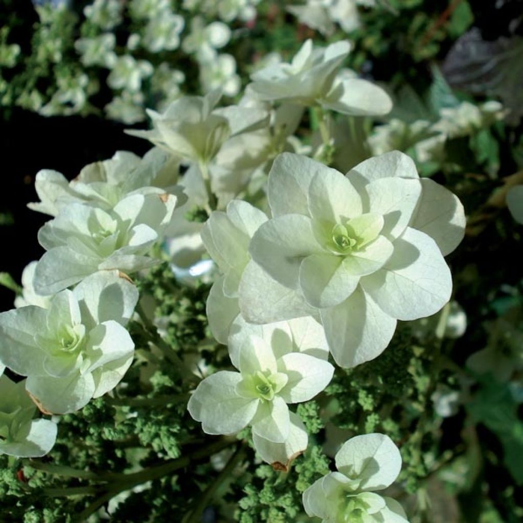 Hydrangea quercifolia Snowflake - Ortensia a foglie di quercia