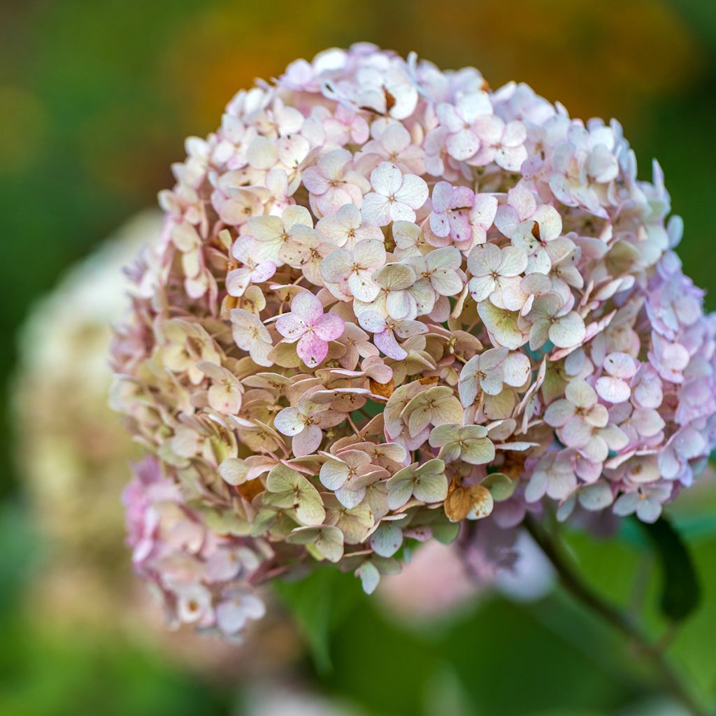Hydrangea arborescens Candybelle Bubblegum - Ortensia