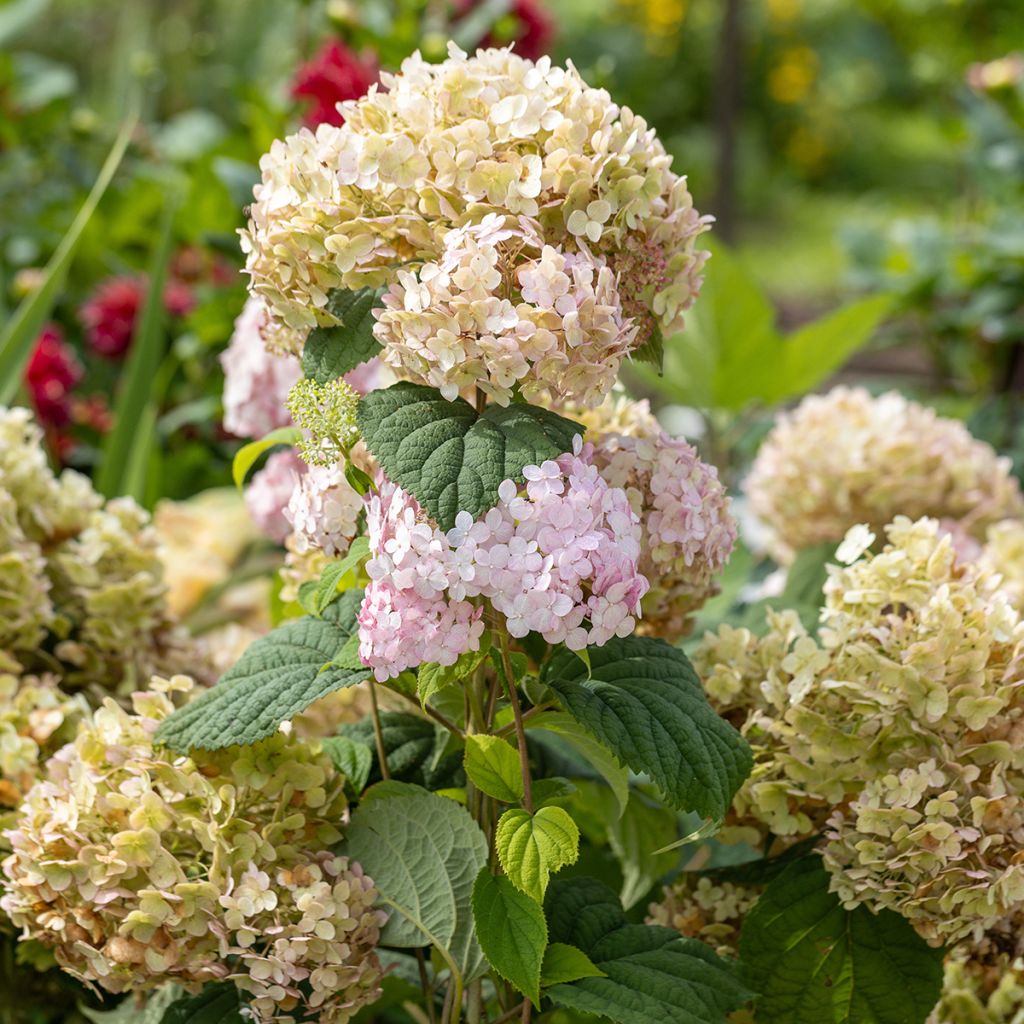 Hydrangea arborescens Candybelle Bubblegum - Ortensia