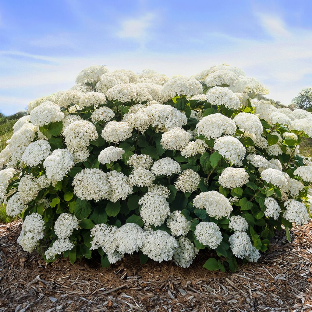 Hydrangea arborescens FlowerWOW - Ortensia