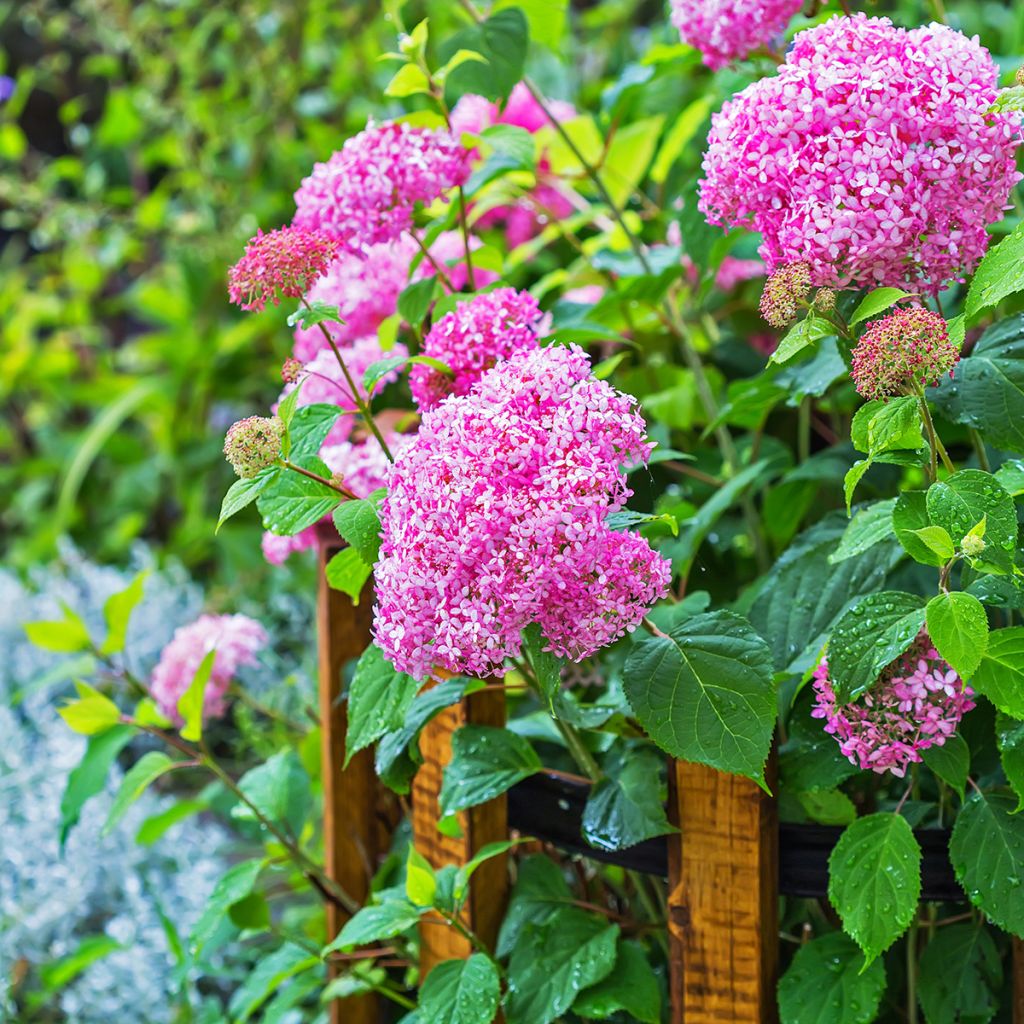 Hydrangea arborescens Pink Annabelle - Ortensia