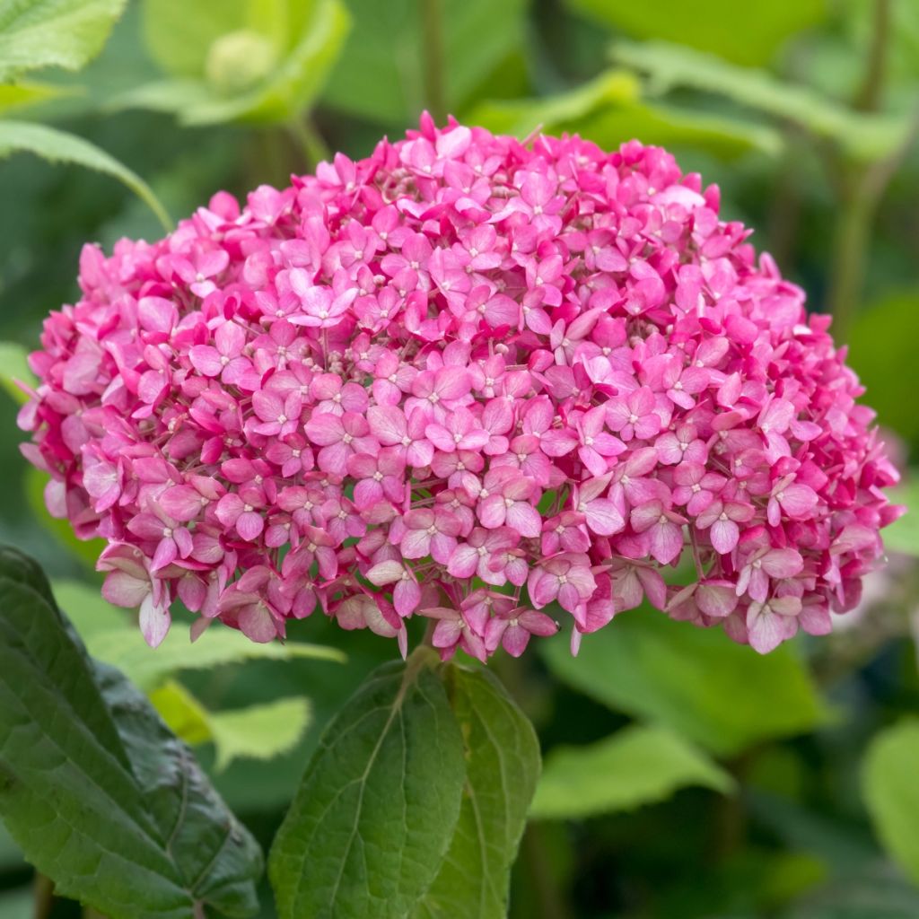 Hydrangea arborescens Ruby Annabelle - Ortensia