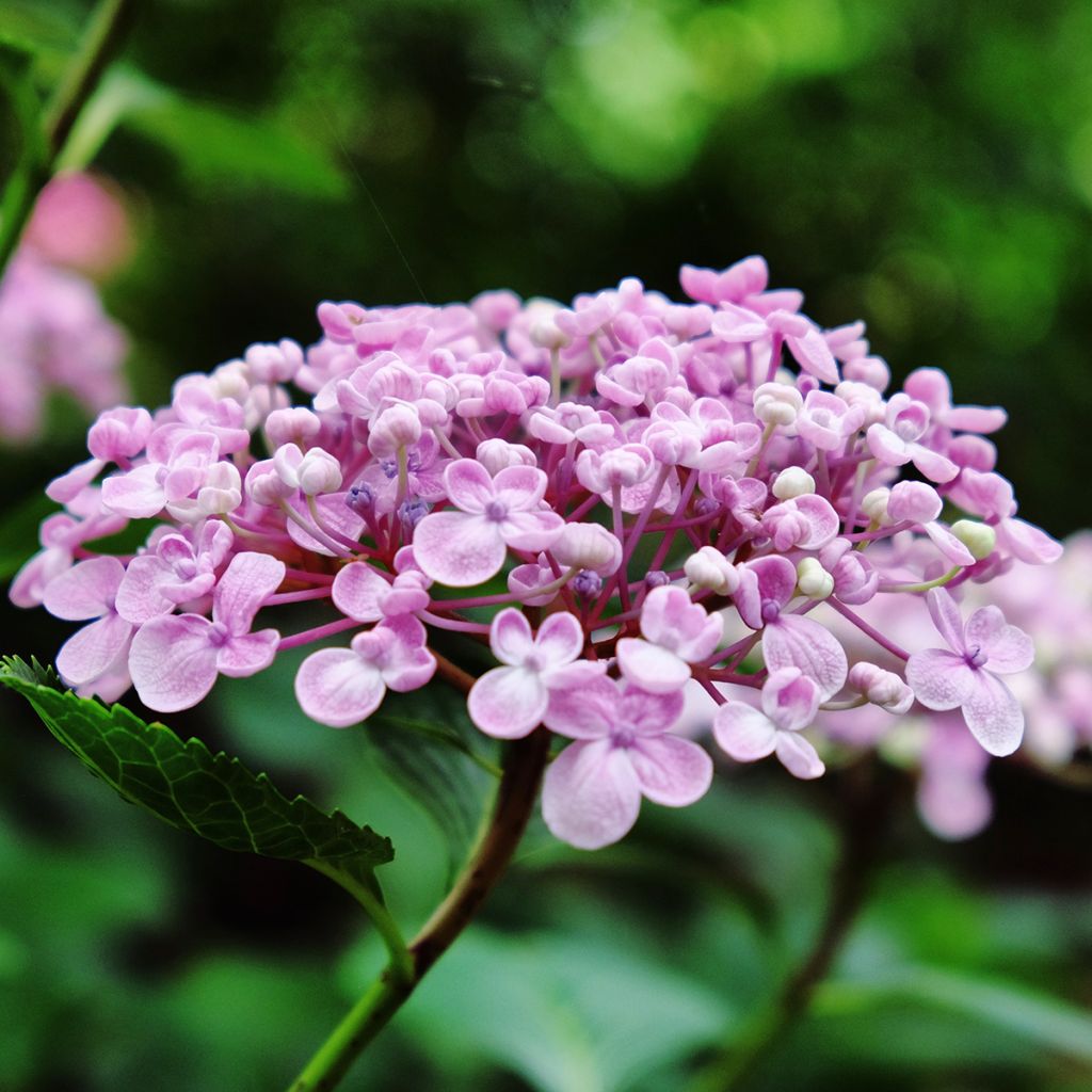 Hydrangea macrophylla Ayesha - Ortensia