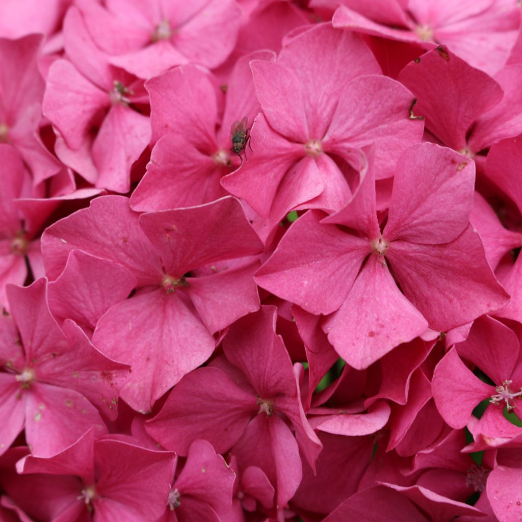 Hydrangea macrophylla King George V - Ortensia