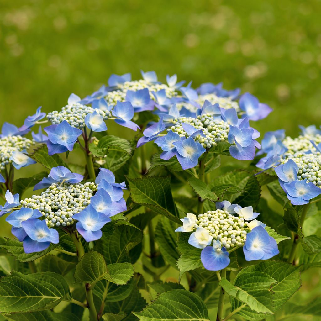 Hydrangea macrophylla Teller Blue - Ortensia