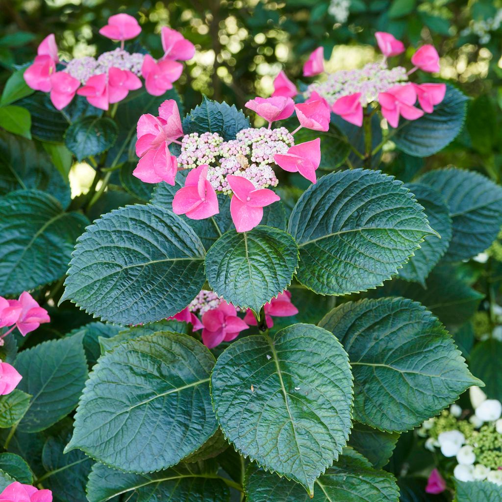 Hydrangea macrophylla Teller Red - Ortensia