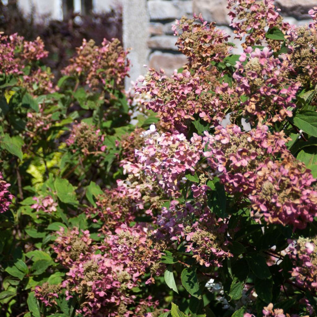 Hydrangea paniculata Tickled Pink - Ortensia paniculata