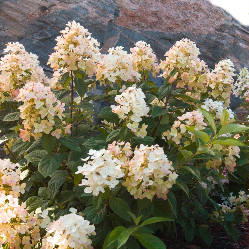 Hydrangea paniculata Tickled Pink - Ortensia paniculata