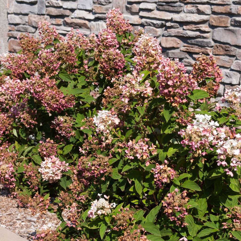Hydrangea paniculata Tickled Pink - Ortensia paniculata