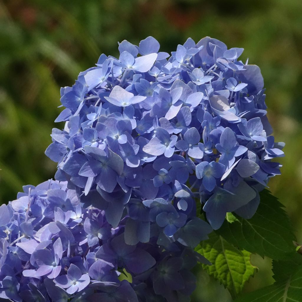 Hydrangea macrophylla Endless Summer The Original Blue - Ortensia