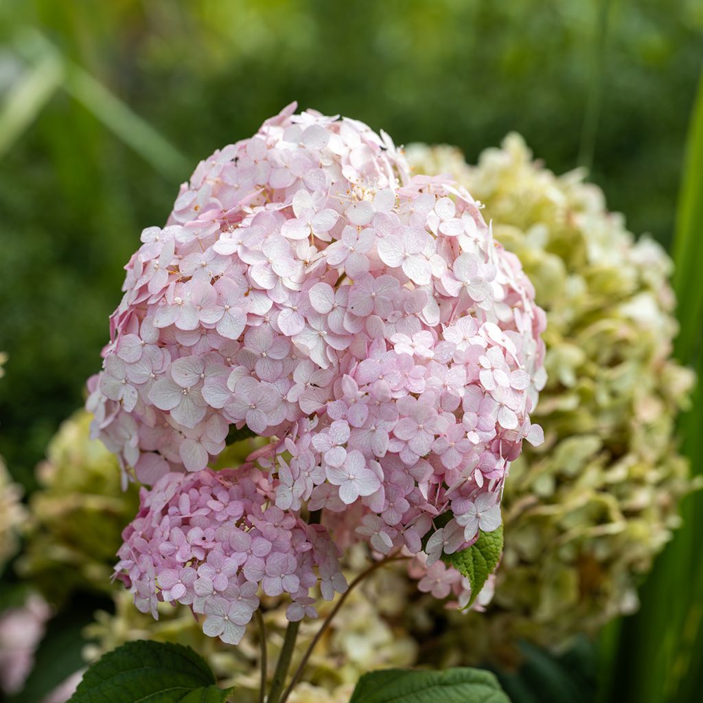 Hydrangea arborescens  Stand up Pink - Ortensia
