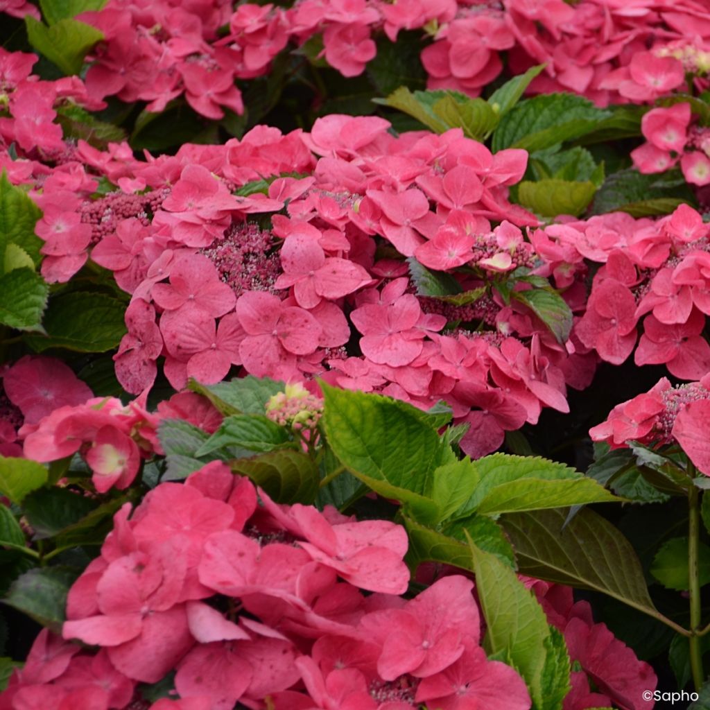 Hydrangea macrophylla Dolce Fragola - Ortensia