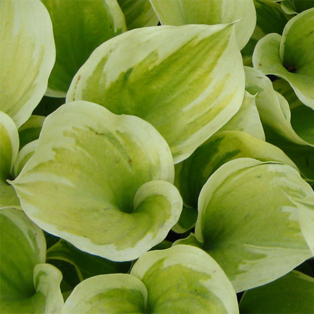 Hosta Liberty