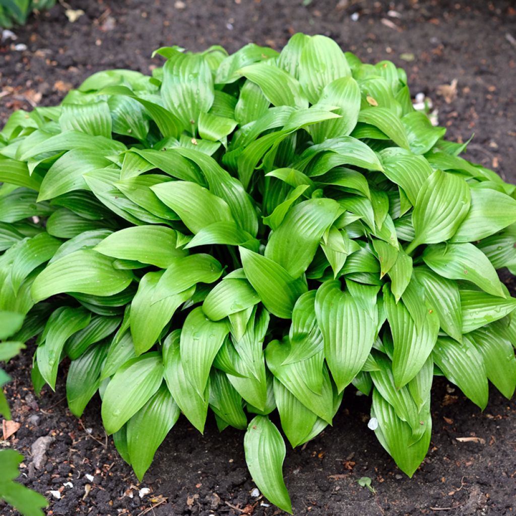 Hosta clausa var. normalis -