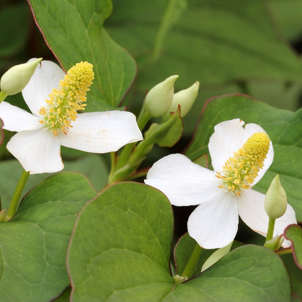 Houttuynia cordata - Pianta camaleonte