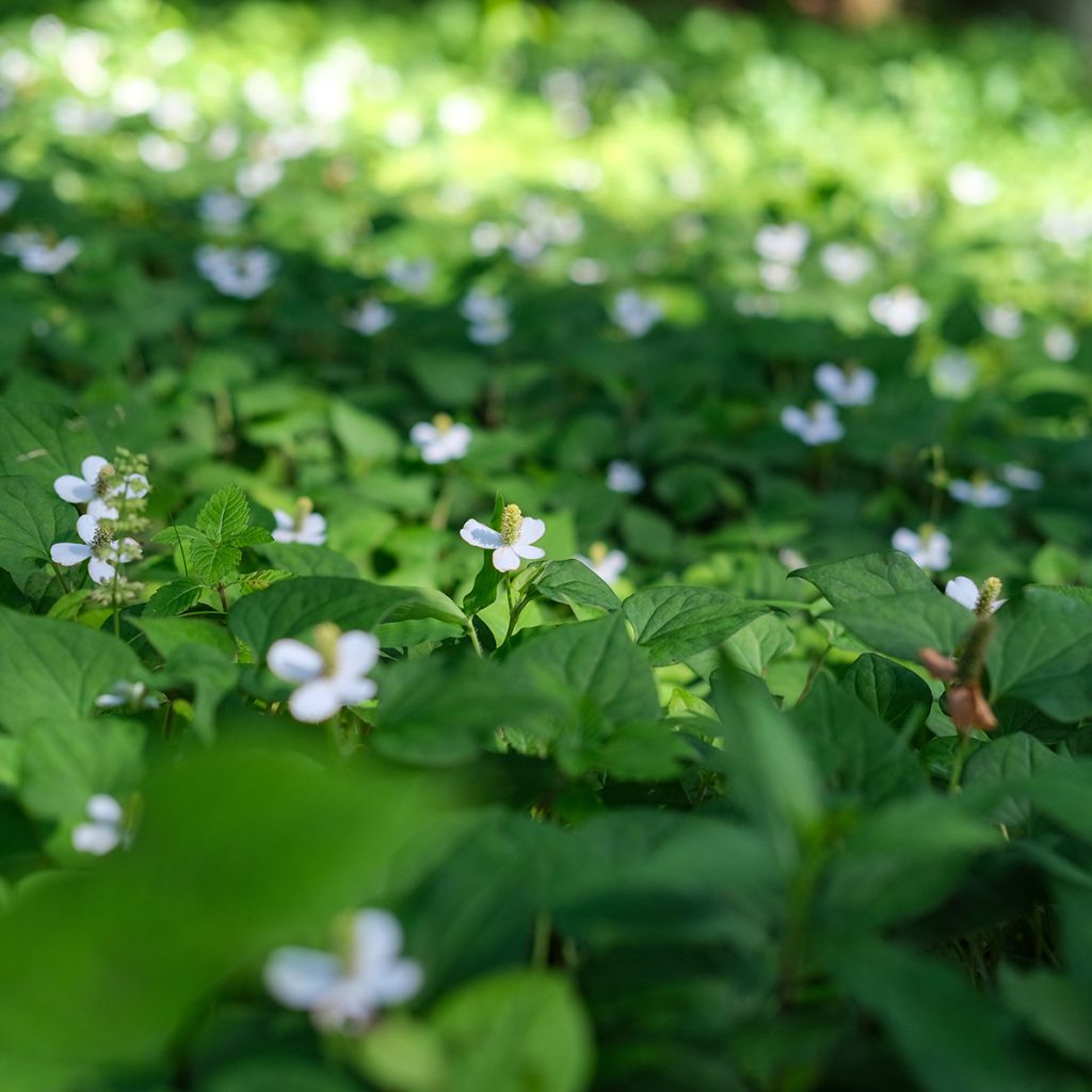 Houttuynia cordata - Pianta camaleonte